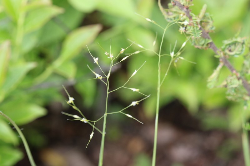 Canadian Ricegrass photo 3