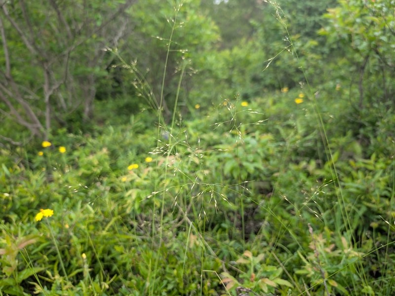 Canadian Ricegrass photo 4