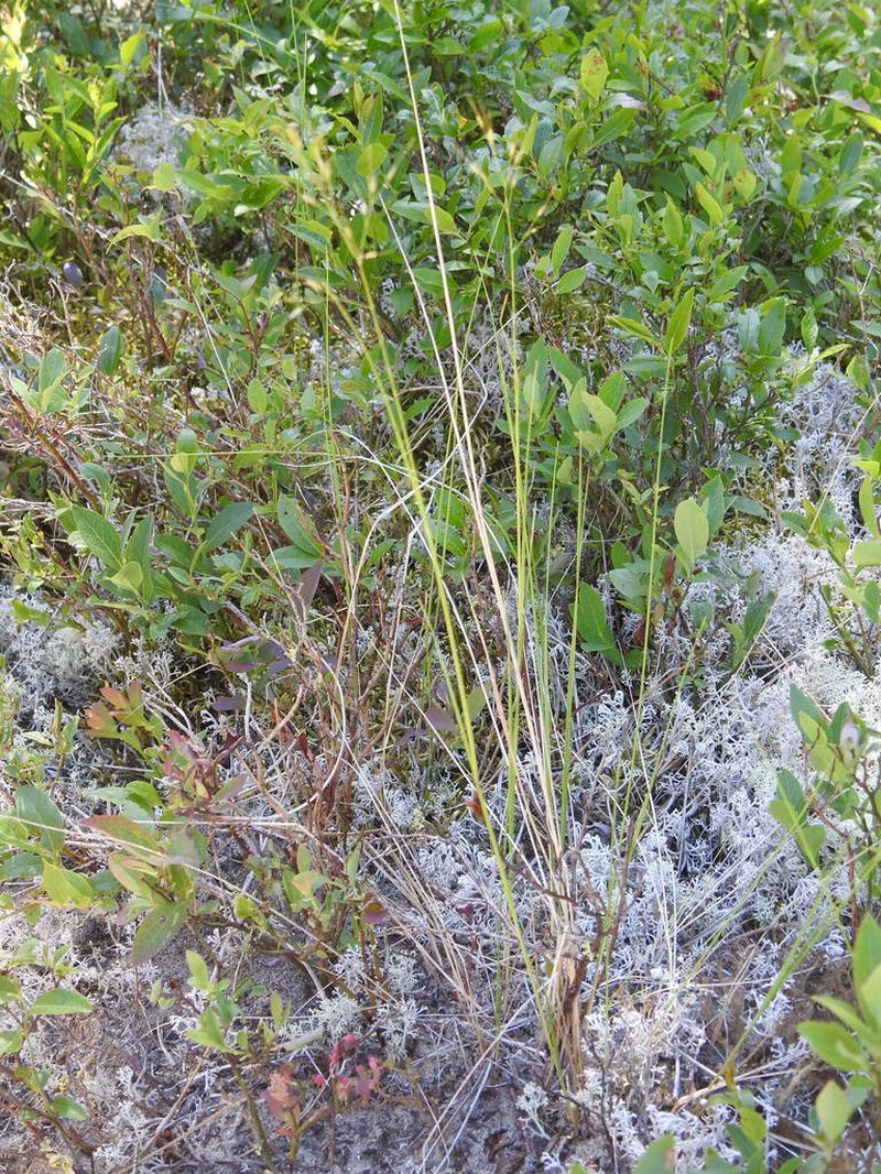 Canadian Ricegrass photo 5