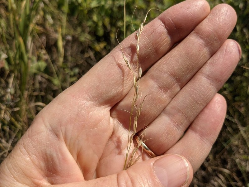 Canadian Ricegrass photo 6