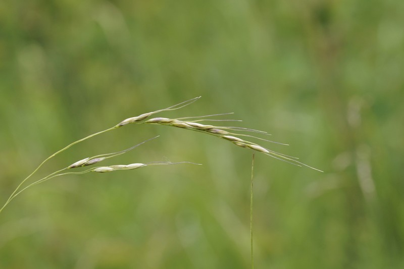 Canadian Ricegrass photo 7