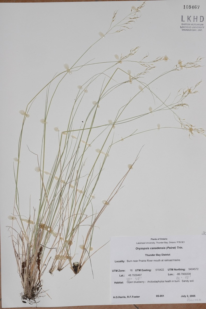 Canadian Ricegrass photo 8