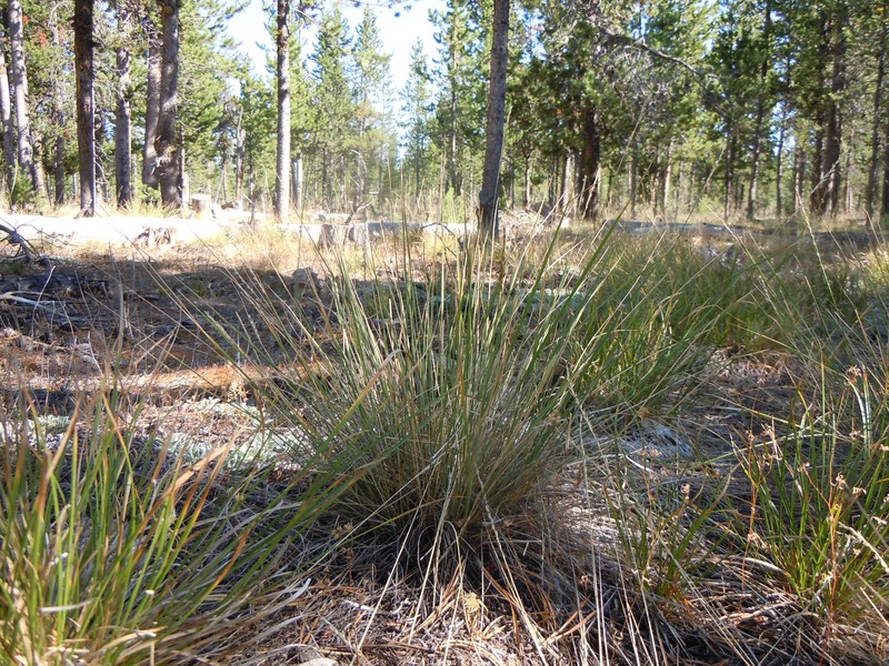Little Ricegrass photo 2