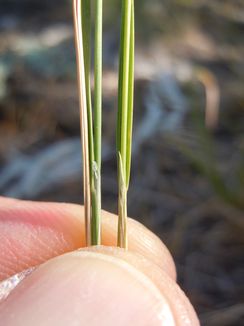 Little Ricegrass photo 3