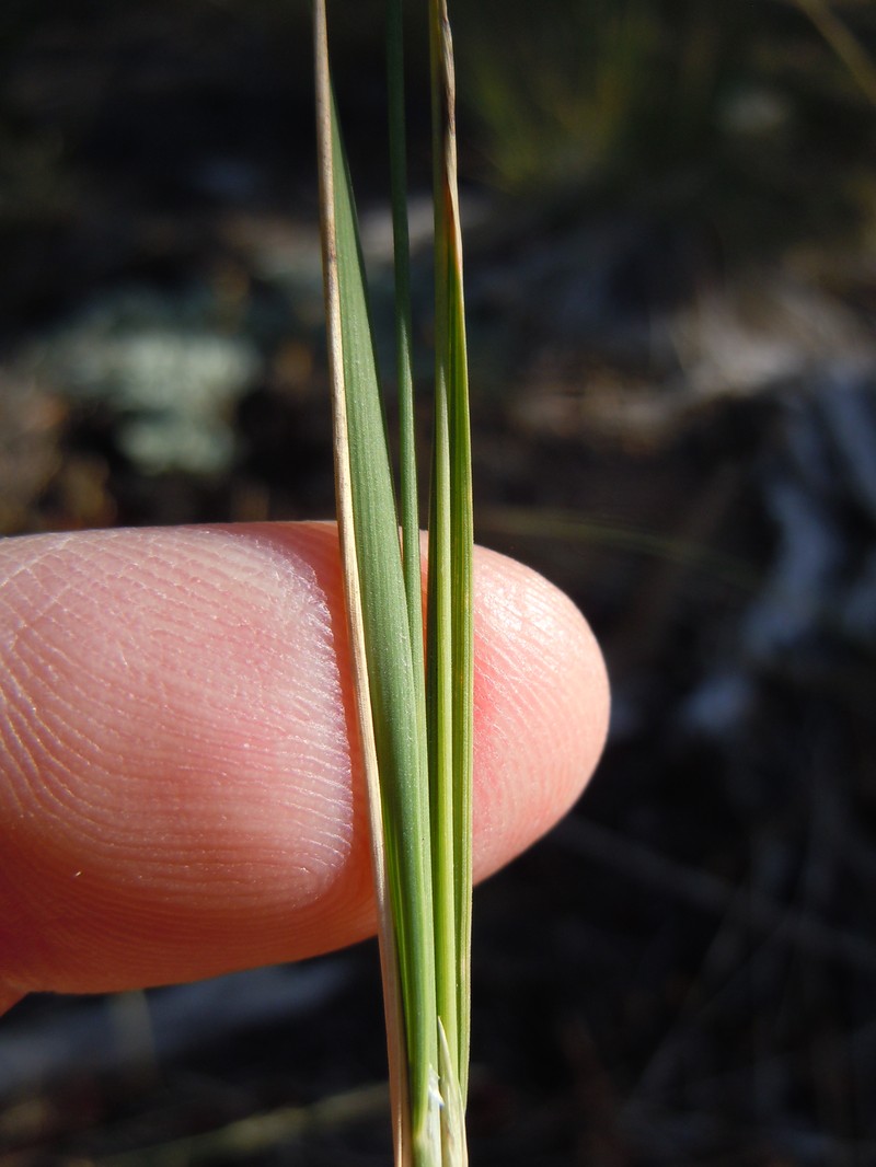 Little Ricegrass photo 4