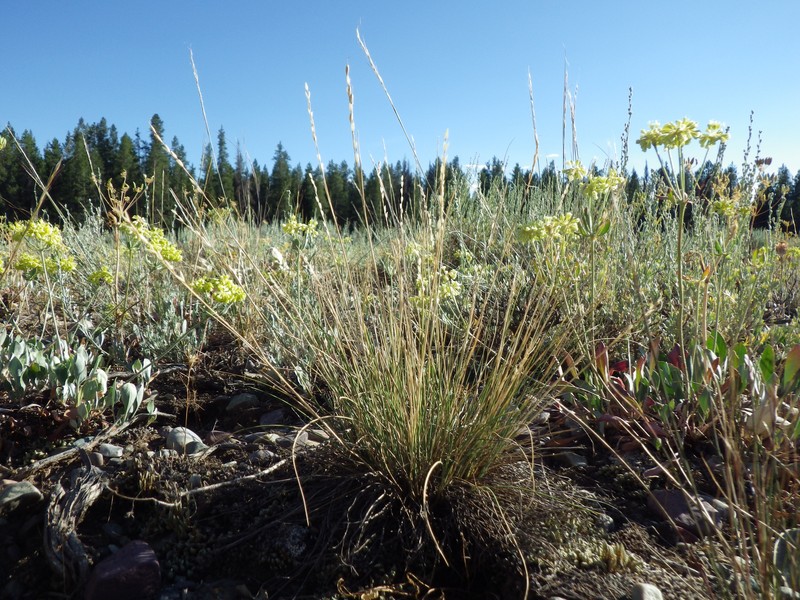 Little Ricegrass photo 5