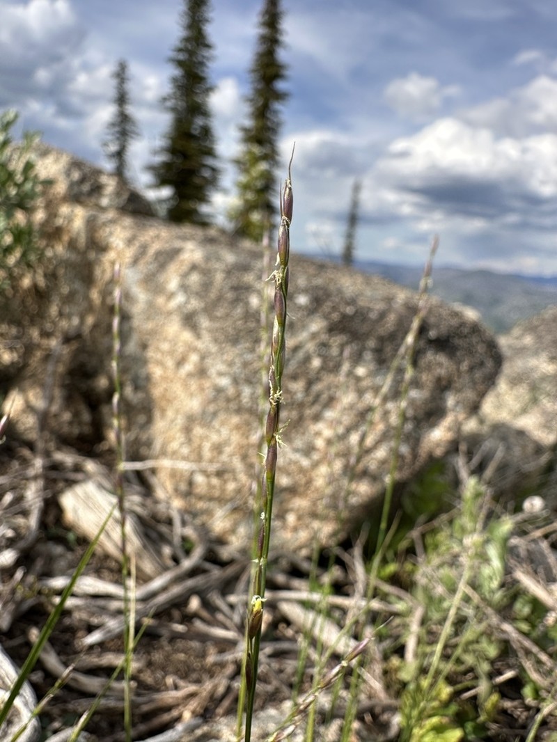 Little Ricegrass
