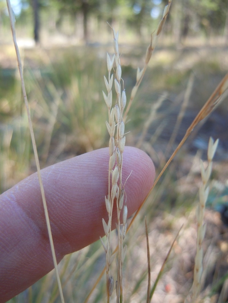 Little Ricegrass photo 2