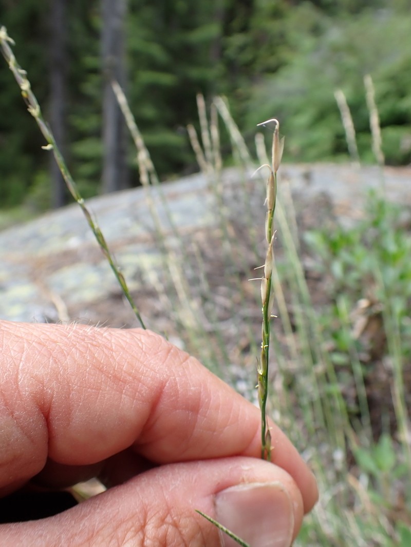 Little Ricegrass photo 3