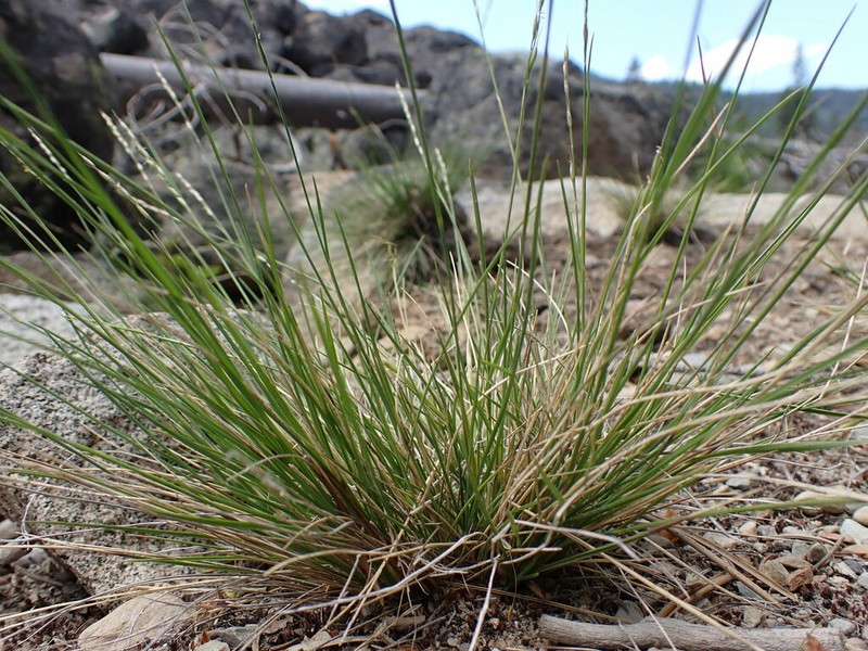 Little Ricegrass photo 4