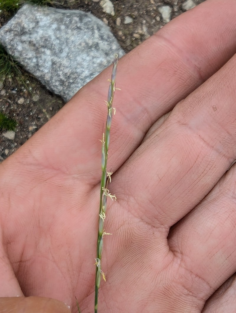 Little Ricegrass photo 5