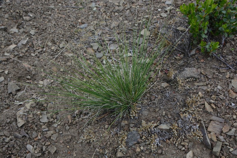 Little Ricegrass photo 6