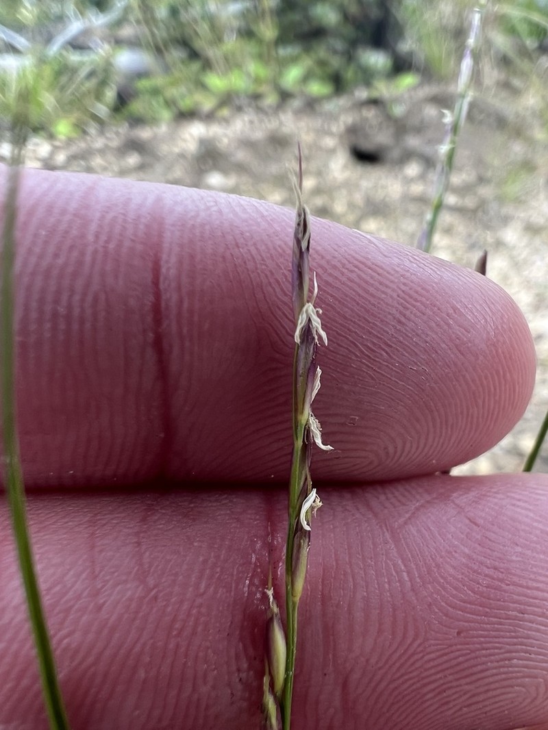 Little Ricegrass photo 7