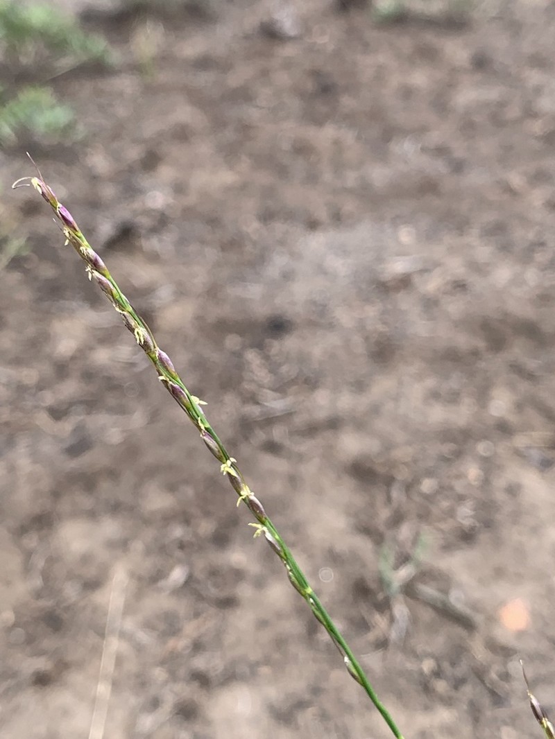 Little Ricegrass photo 8
