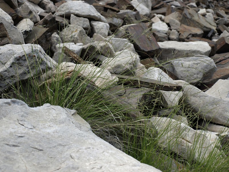 Littleseed Ricegrass photo 2