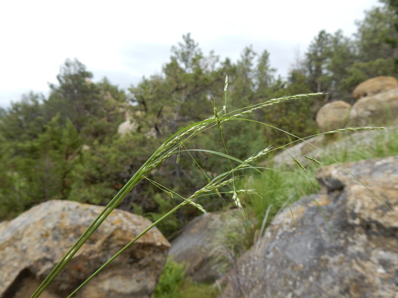 Littleseed Ricegrass photo 3