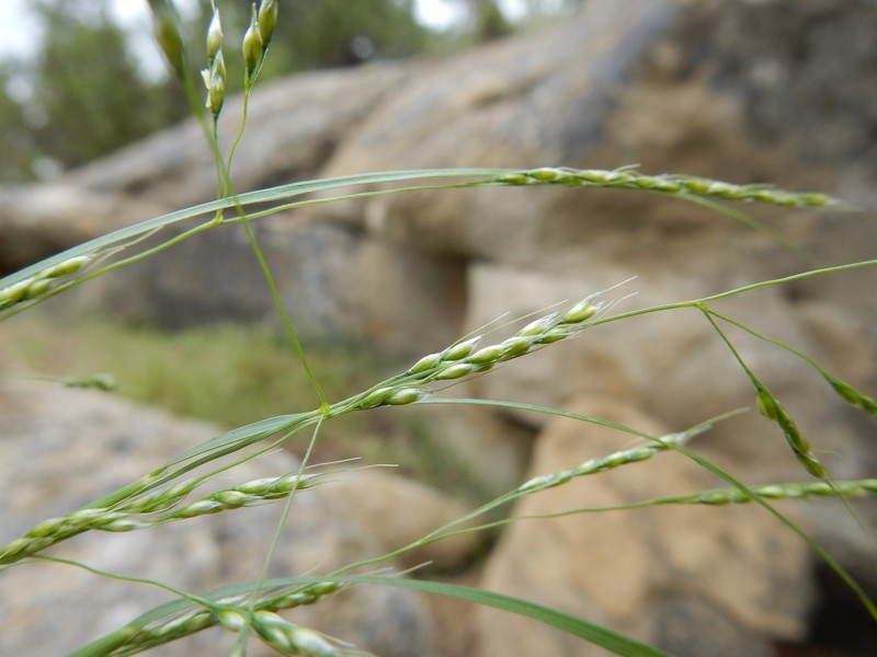 Littleseed Ricegrass photo 4