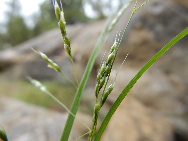 Littleseed Ricegrass