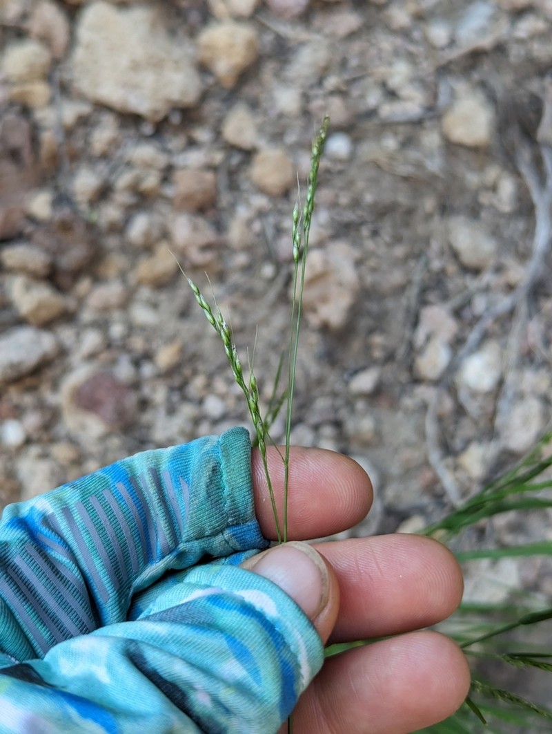 Littleseed Ricegrass