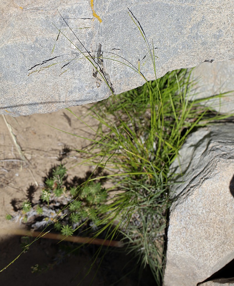 Littleseed Ricegrass photo 2
