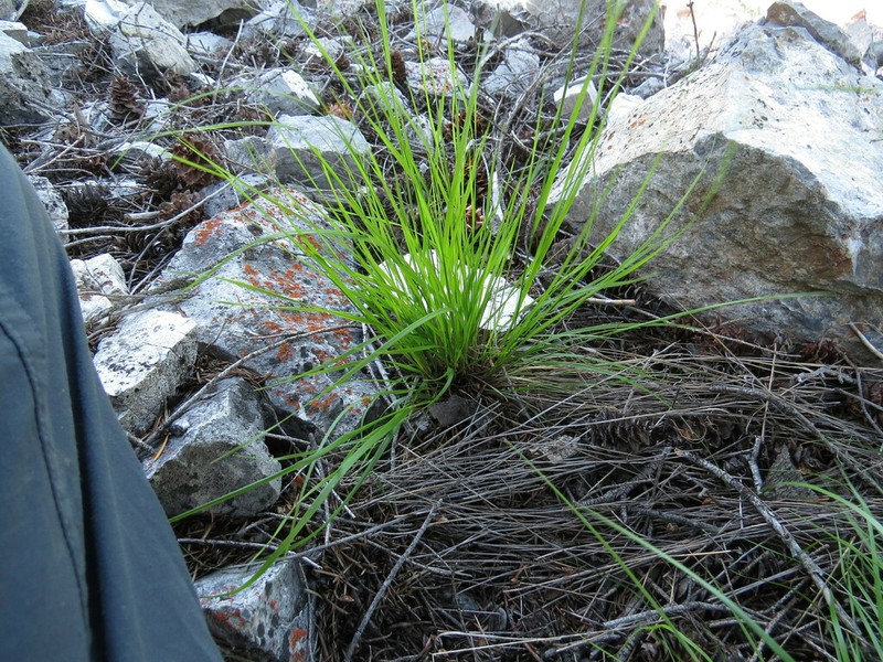 Littleseed Ricegrass photo 3