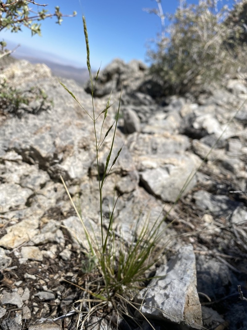 Littleseed Ricegrass photo 4