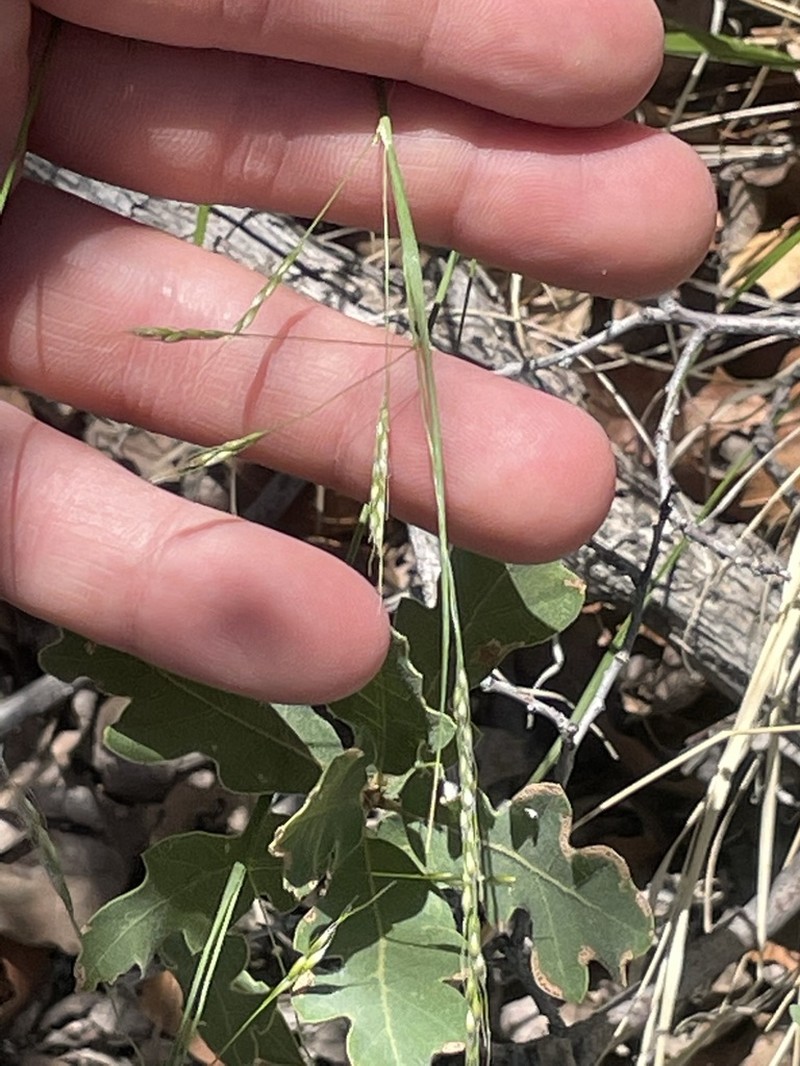 Littleseed Ricegrass photo 5