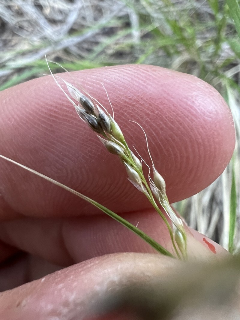 Littleseed Ricegrass photo 6