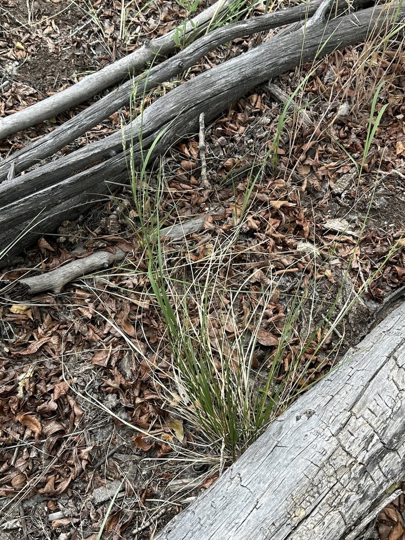 Littleseed Ricegrass photo 8