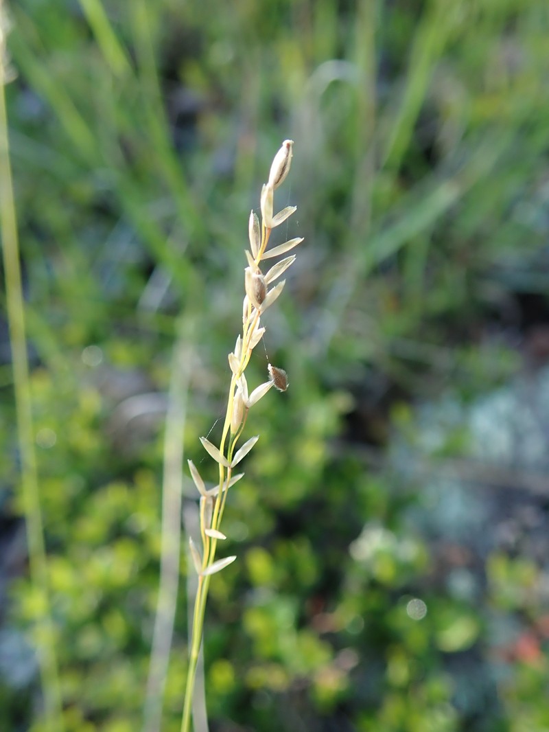 Mountain Ricegrass photo 2
