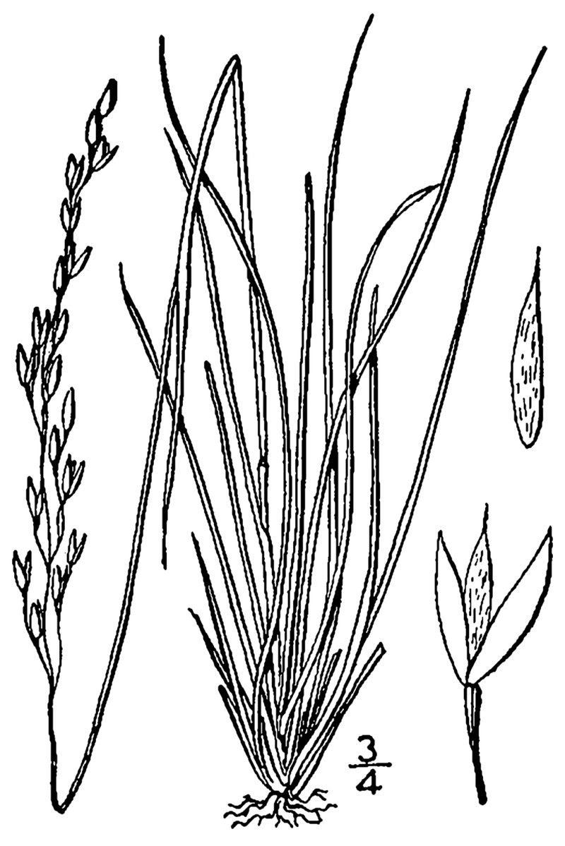 Mountain Ricegrass photo 3