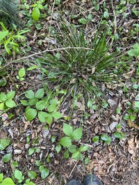 Mountain Ricegrass