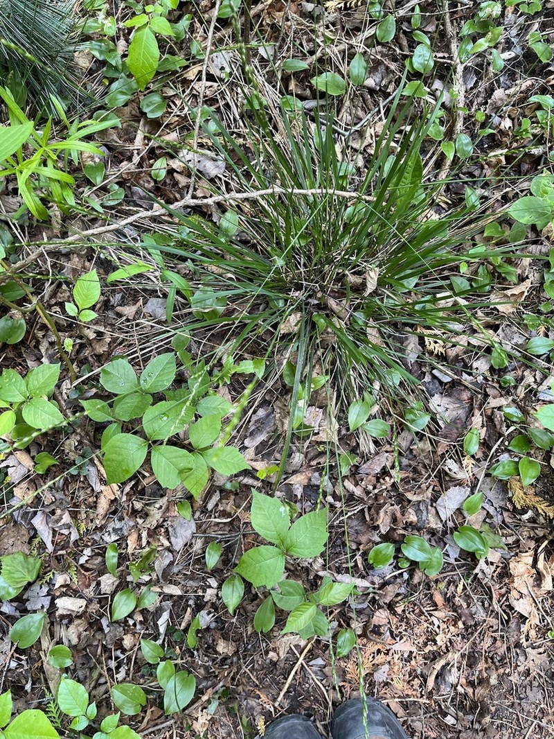Mountain Ricegrass