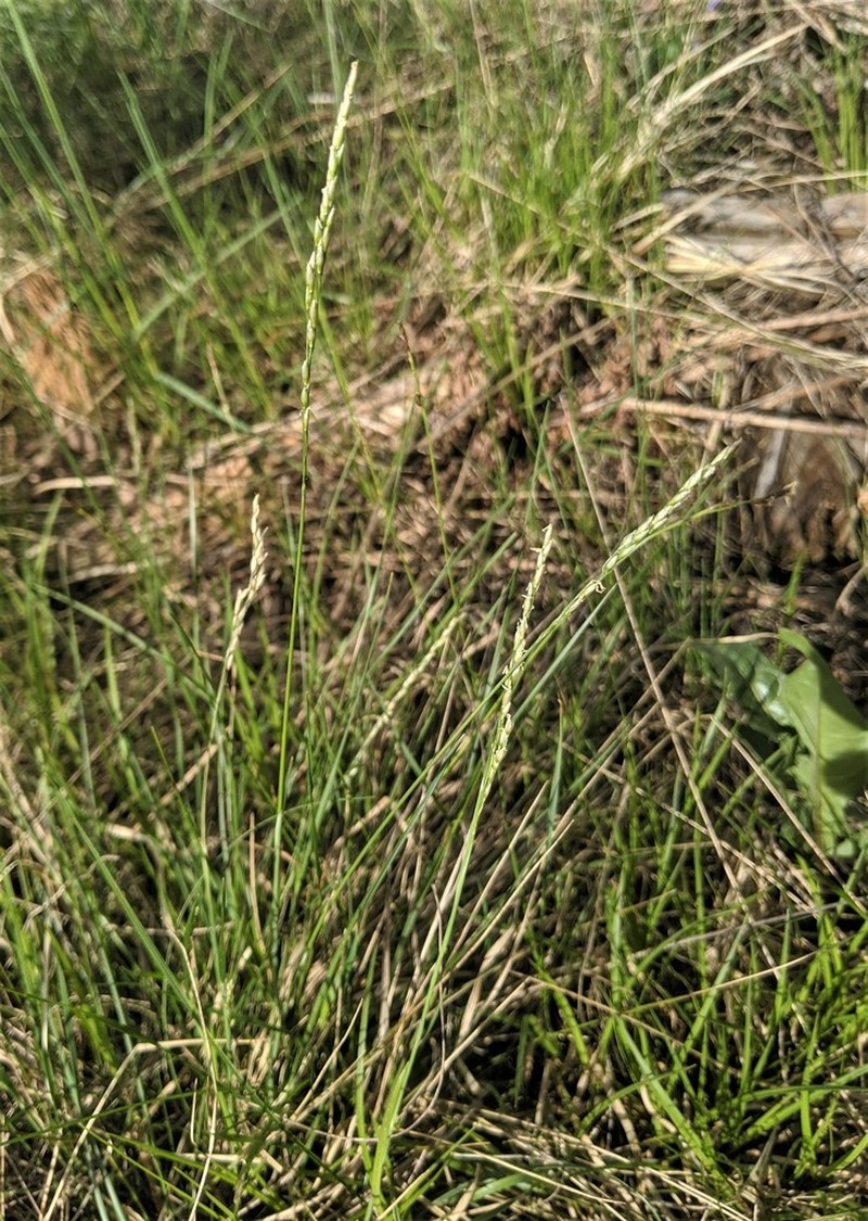 Mountain Ricegrass photo 2