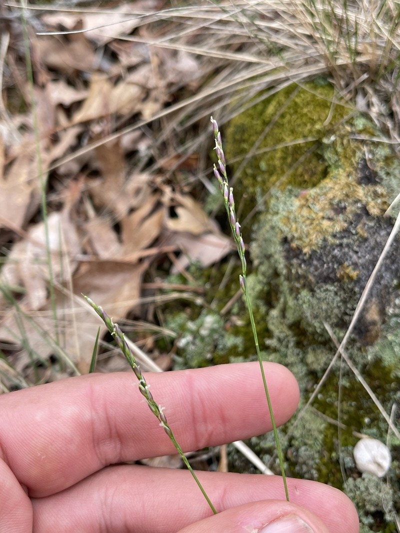 Mountain Ricegrass photo 3