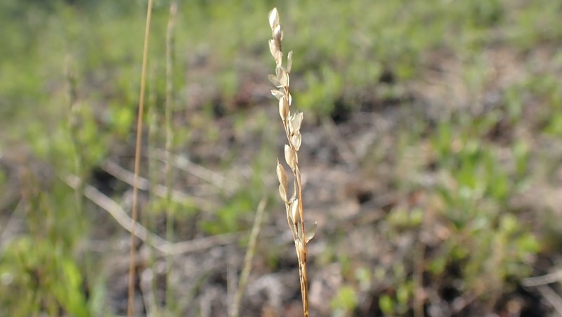 Mountain Ricegrass photo 4