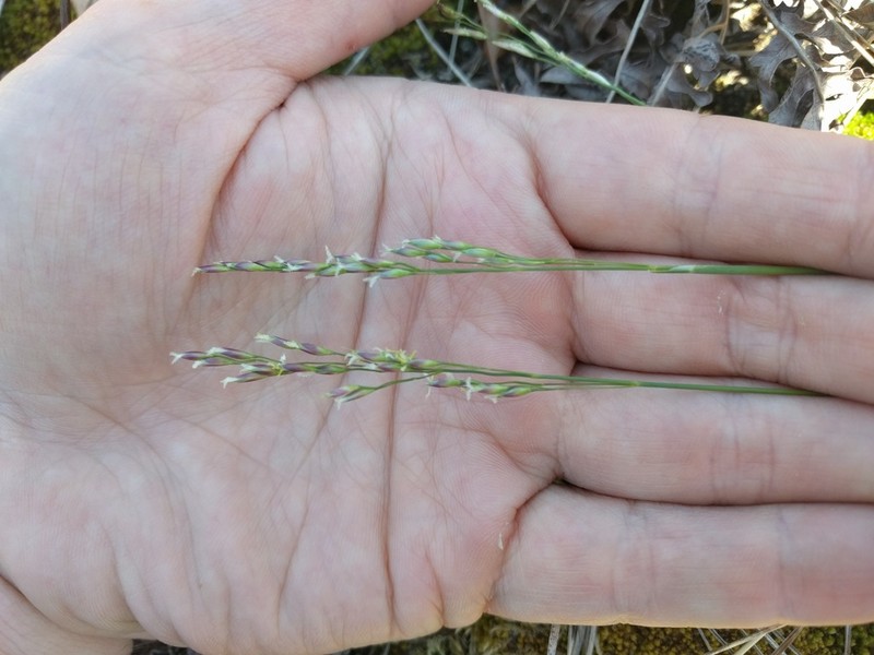 Mountain Ricegrass photo 5