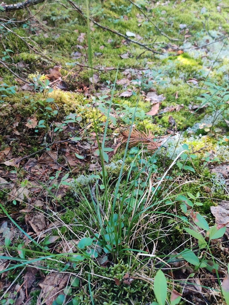 Mountain Ricegrass photo 6