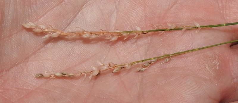 Mountain Ricegrass photo 7