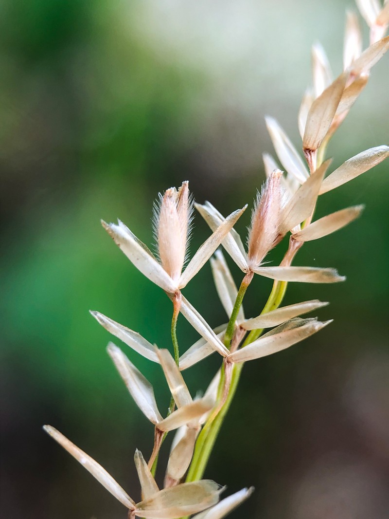 Mountain Ricegrass photo 8