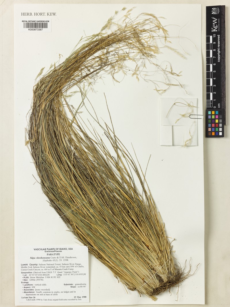 Shoshone Ricegrass