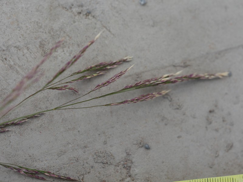 Smilograss photo 2