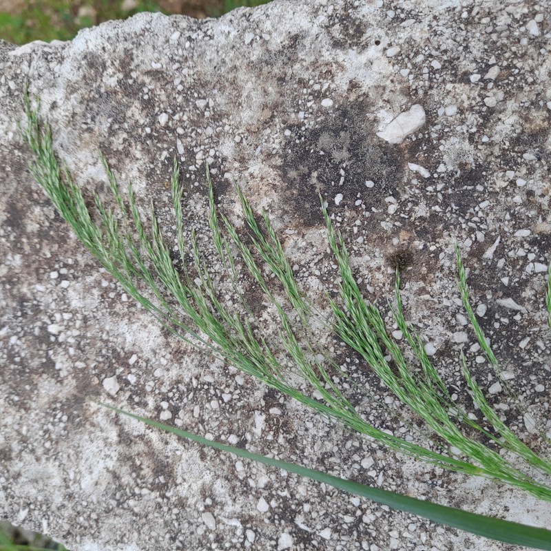 Smilograss photo 3