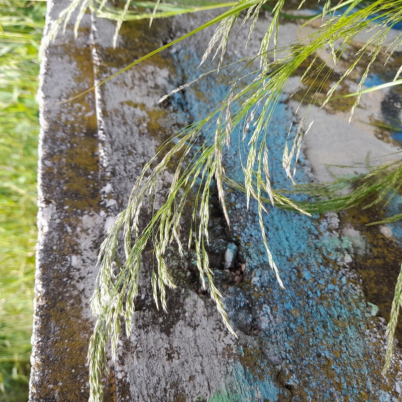 Smilograss photo 4