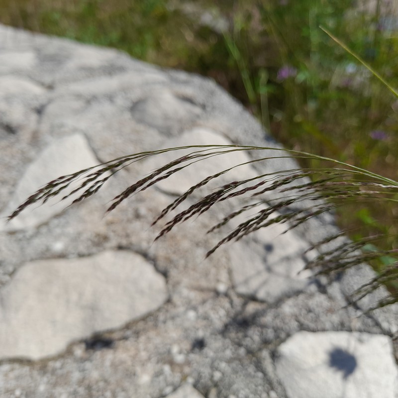 Smilograss photo 5