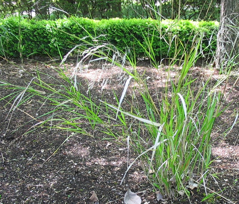 Smilograss photo 6
