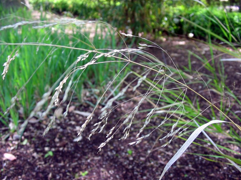 Smilograss photo 7
