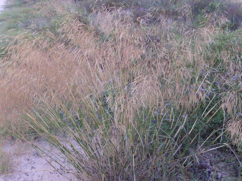 Smilograss photo 8
