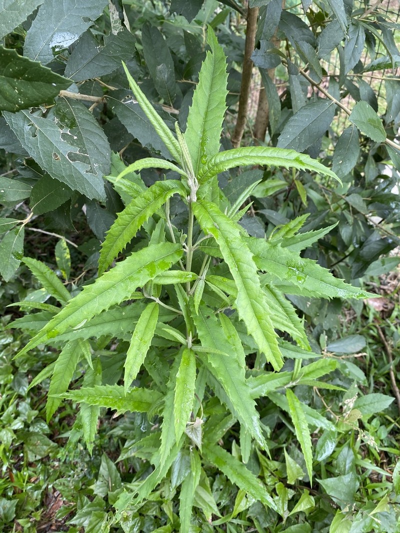 Piptocarpha angustifolia