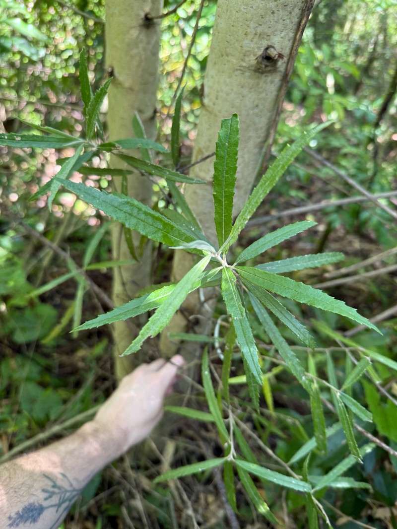 Piptocarpha angustifolia photo 2